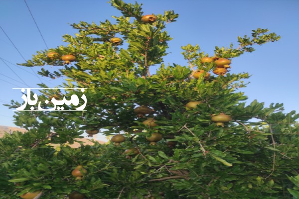 باغ انار رباب‌ 6000 متر در روستای مقابری-3