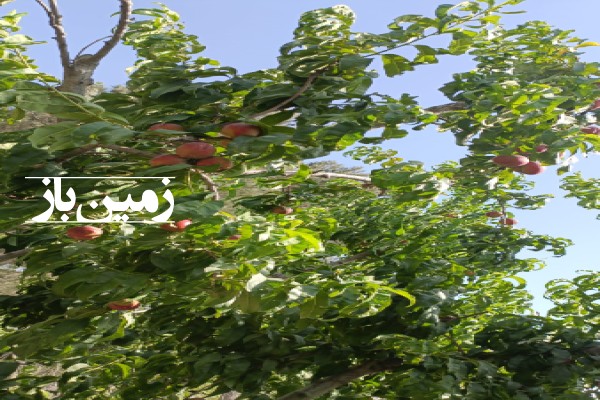 باغچه ۴۵۰ متری باغستان بابا سلمان خیابان تک درخت-3