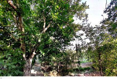 باغ میوه کرج سهیلیه روستای رامجین 500 متر