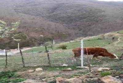 زمین ییلاقی در سوادکوه آلاشت روستای تیلم 280 متر