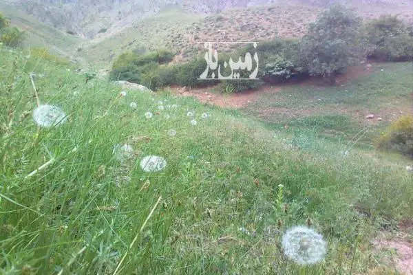 فروش زمین ۱۰۰۰ متر باغ شهرک هنزا نیکنامده لواسان - تصویر 4