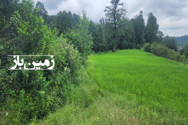 زمین کشاورزی 1 هکتاری در روستای داربار جاده دوهزار تنکابن-1