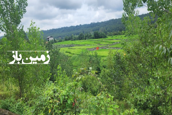 زمین کشاورزی 1 هکتاری در روستای داربار جاده دوهزار تنکابن-2