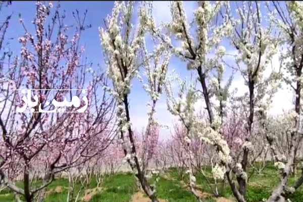 باغ میوه ۳ بر 6856 متر حسن آباد چندار بلوار امام-2
