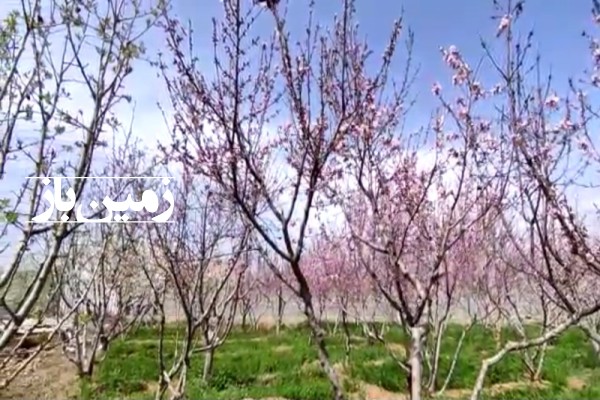 باغ میوه ۳ بر 6856 متر حسن آباد چندار بلوار امام-3