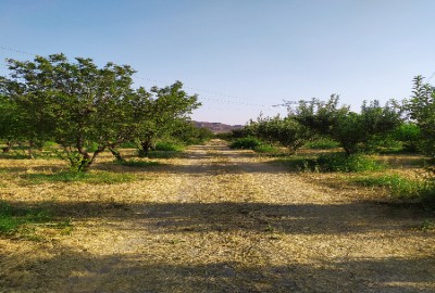 زمین کشاورزی 15000 متر جاده خرم اباد بروجرد جاده قدیم چغلوندی