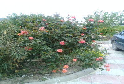باغ درصفادشت ملارد 820 متر زمین