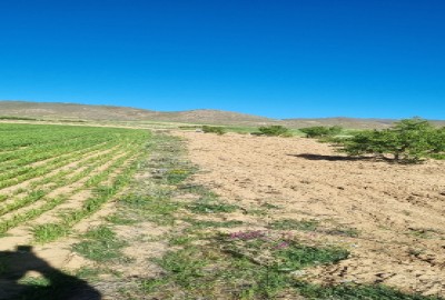 زمین مزروعی کشاورزی ملایر سامن 15000 متر