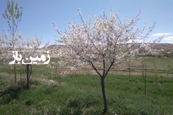 باغ ده ساله فیروزکوه روستای بادرود 3000 متر زمین-3