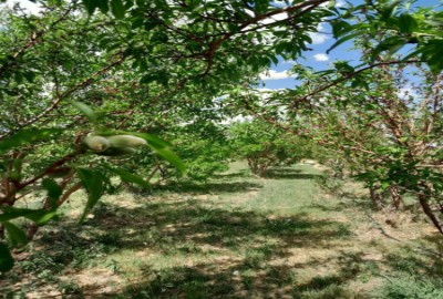 باغ میوه با آبیاری قطره ای کشاورزی بوئین زهرا 500 متر