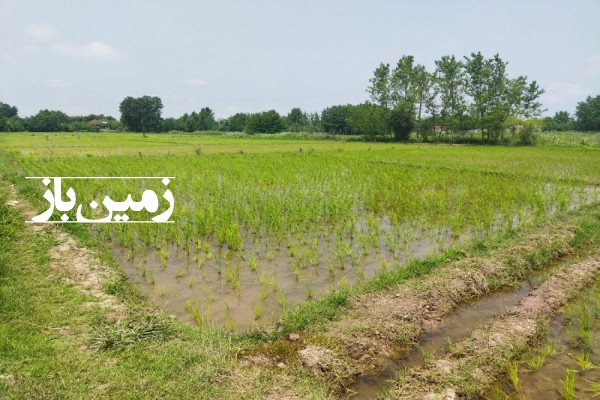 زمین کشاورزی در روستای فوشازده آستانه اشرفیه 1000 متر-2