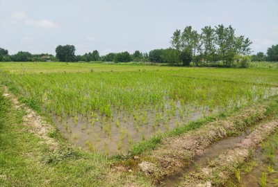 زمین کشاورزی در روستای فوشازده آستانه اشرفیه 1000 متر