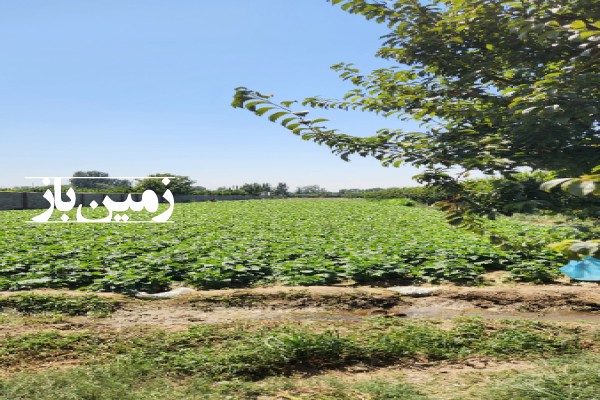 زمین کشاورزی در سعیدآباد ساوجبلاغ ۵۰۰ متری-1