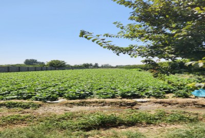 زمین کشاورزی در سعیدآباد ساوجبلاغ ۵۰۰ متری