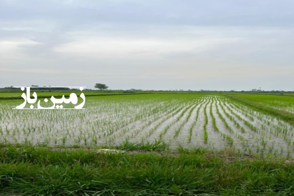 زمین کشاورزی ۱۸۰۰ متر در روستای خلخالیان شهر پره سر-1