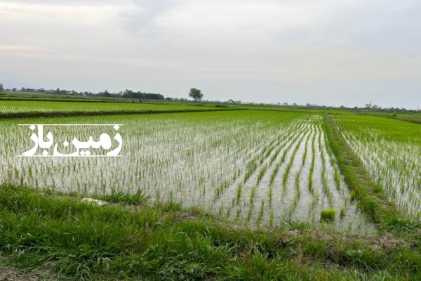 زمین کشاورزی ۱۸۰۰ متر در روستای خلخالیان شهر پره سر-3
