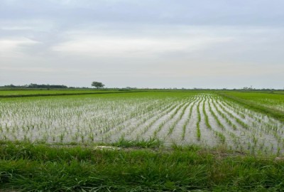 زمین کشاورزی ۱۸۰۰ متر در روستای خلخالیان شهر پره سر