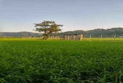 زمین کشاورزی شالیزار در گرگان شموشک علیا ۱۱۰۰ متر