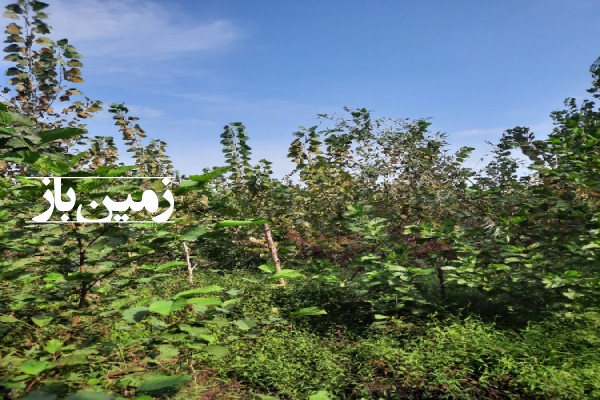 زمین باغ در رودسر گیلان ۸۰۰ متر-1