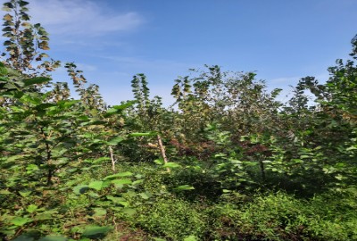 زمین باغ در رودسر گیلان ۸۰۰ متر