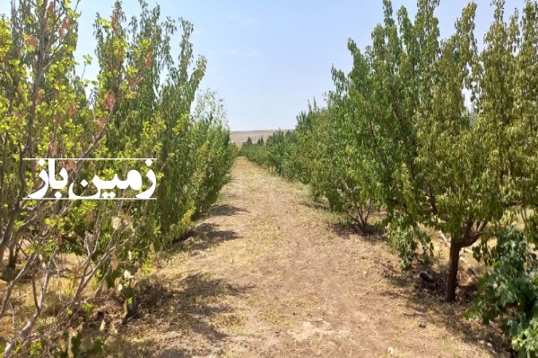 باغ میوه ۱۰۰۰ متر زمین در زعفرانیه کرج-1