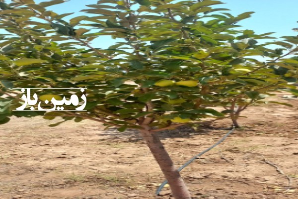 باغ میوه ۱۰۰۰ متر زمین در زعفرانیه کرج-4