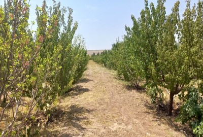 باغ میوه ۱۰۰۰ متر زمین در زعفرانیه کرج