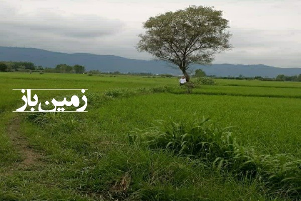 زمین کشاورزی تنکابن ولی آباد 7200 متر سند6دانگ-1