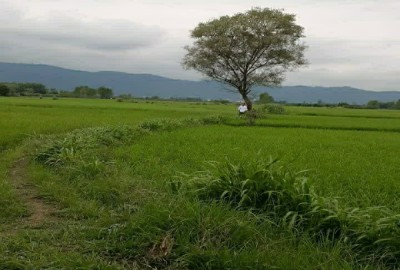 زمین کشاورزی تنکابن ولی آباد 7200 متر سند6دانگ