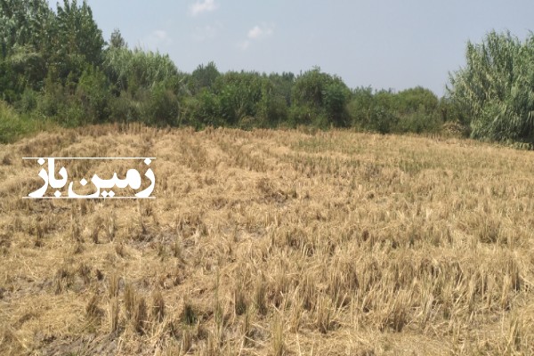 زمین کشاورزی خمام میان محله شیجان ۱۳۰۰۰ متر-1