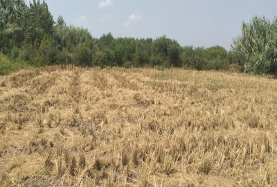 زمین کشاورزی خمام میان محله شیجان ۱۳۰۰۰ متر
