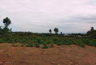 فروش زمین مسکونی روستای کراتکتی چمستان، ۲۰۰ متر