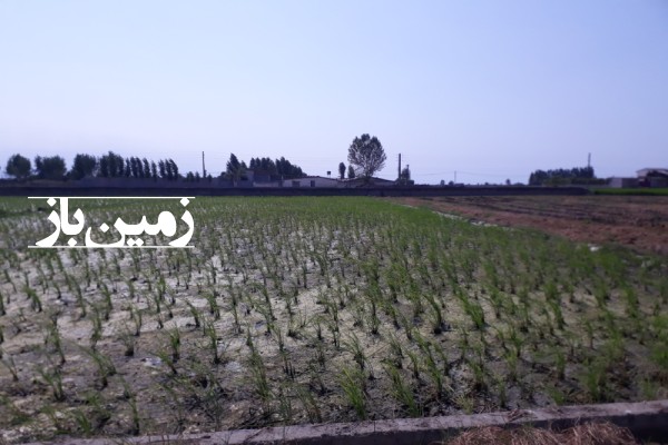فروش زمین کشاورزی در بابل مرزن آباد بوله کلا 810 متر-1