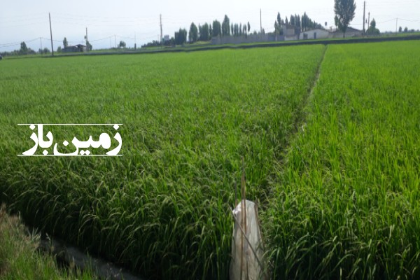 فروش زمین کشاورزی در بابل مرزن آباد بوله کلا 810 متر-2