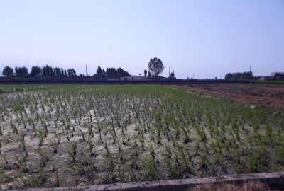 فروش زمین کشاورزی در بابل مرزن آباد بوله کلا 810 متر