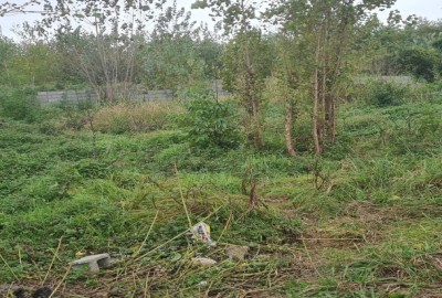 فروش زمین جنگلی در زیباکنار گیلان 440 متر