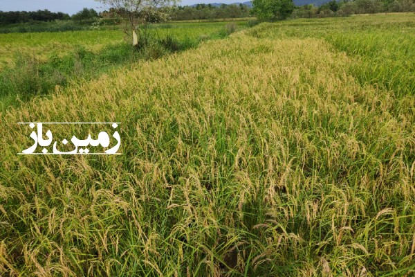 فروش زمین کشاورزی در لاهیجان میان محله گلرودبار 1540 متر-2