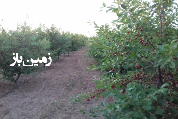 فروش زمین باغ انگور و میوه 2 هکتار باغات ضیاآباد قزوین-2