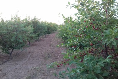 فروش زمین باغ انگور و میوه 2 هکتار باغات ضیاآباد قزوین