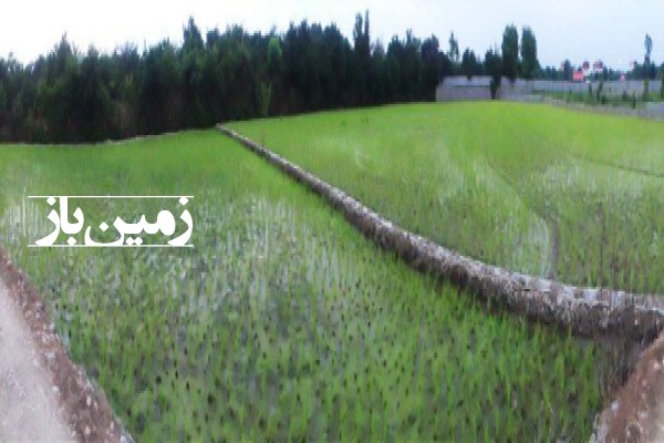 فروش زمین کشاورزی در جاده نظامی قائمشهر 3000 متر-1
