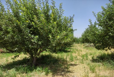 فروش زمین باغ سیب 68000 متر روستای چوانباغ مراغه