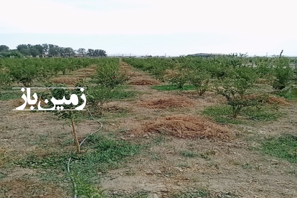 باغ ۵۰۰ متر زمین در کهریزک شریف اباد پاکدشت-1