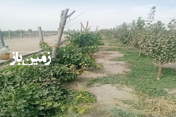 باغ ۵۰۰ متر زمین در کهریزک شریف اباد پاکدشت-2