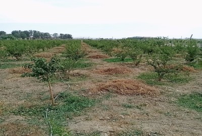 باغ ۵۰۰ متر زمین در کهریزک شریف اباد پاکدشت