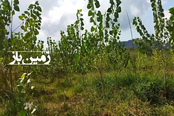 فروش زمین باغی اتوبان رشت تهران سراوان روستای کچا 1200متری-3