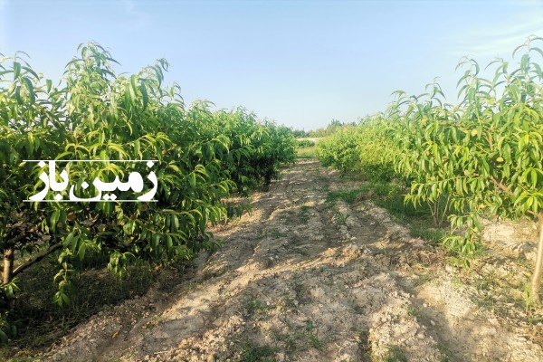 باغ انارساوه با 1000 متر زمین گرگان بین سه راه یساقی وروشن آباد-1