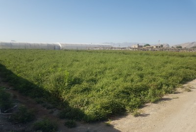 2500 متر زمین کشاورزی اصفهان صحرای روستای مهرگان
