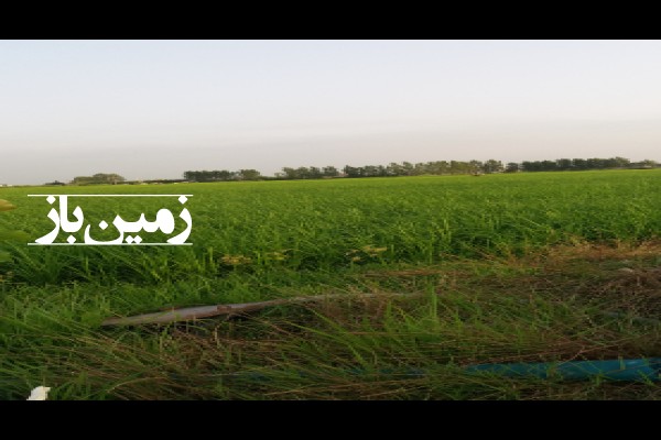 فروش زمین کشاورزی در کچب علیا آمل 5000 متر-2