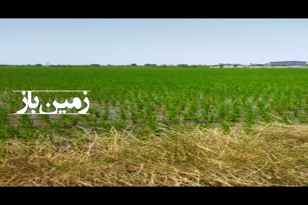 فروش زمین کشاورزی در کچب علیا آمل 5000 متر-3