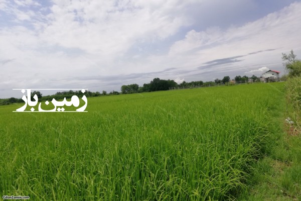 زمین کشاورزی برنج در مازندران قائمشهر روستای کروا-1